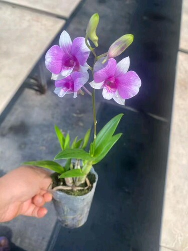 秋石斛 黛玉 带花