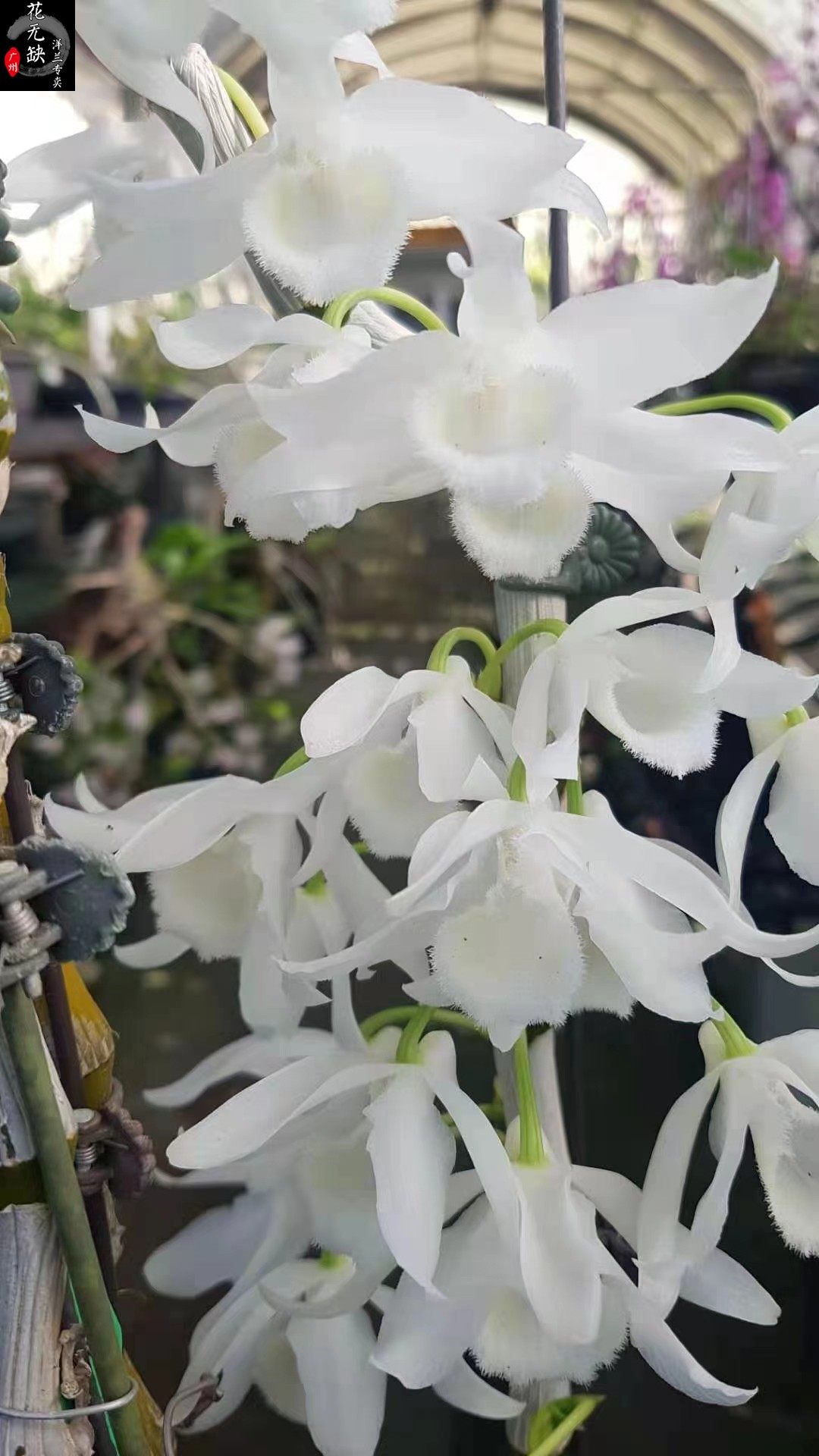 rhodopterygium s/a #白麝香石斛兰/兰花/洋兰