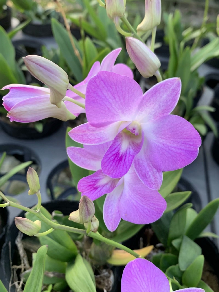 秋石斛—粉兔子水晶DendrobiVimonBun小中型多花开花勤快