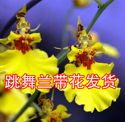 室内兰花 跳舞兰盆栽蜜糖文心大花跳舞兰舞女兰文心兰 带花