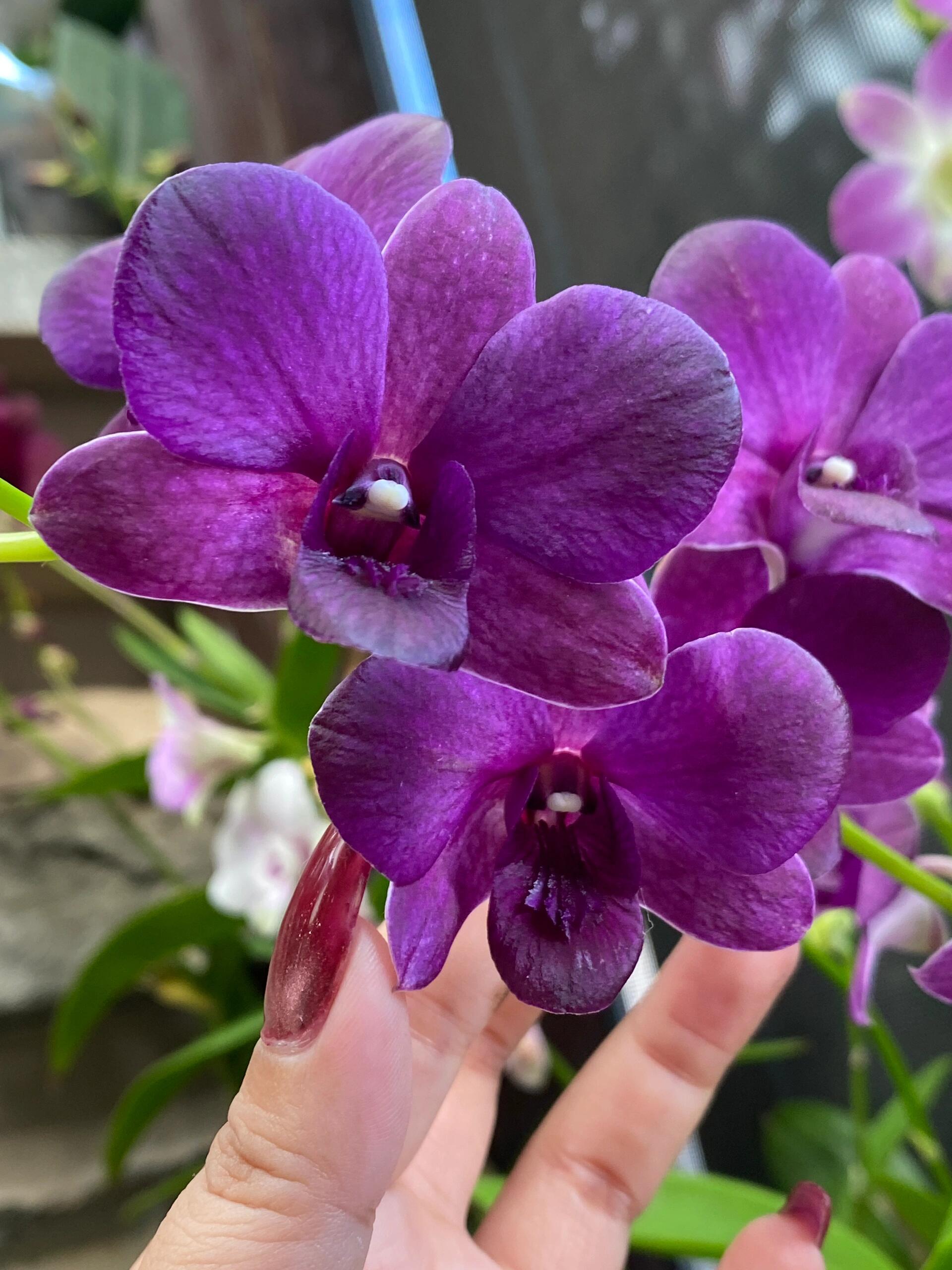 蓝色秋石斛 Dendrobium Vorawit Blu大紫眸 进口品种洋兰