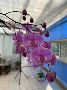 西蕾丽M405 P.schillerianaM405原种蝴蝶兰玫瑰红