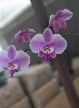 奎松交山采/丛林王/TKB西雷利 西蕾丽 成熟苗