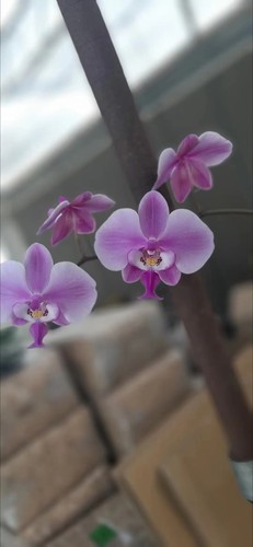 奎松交山采/丛林王/TKB西雷利 西蕾丽 成熟苗