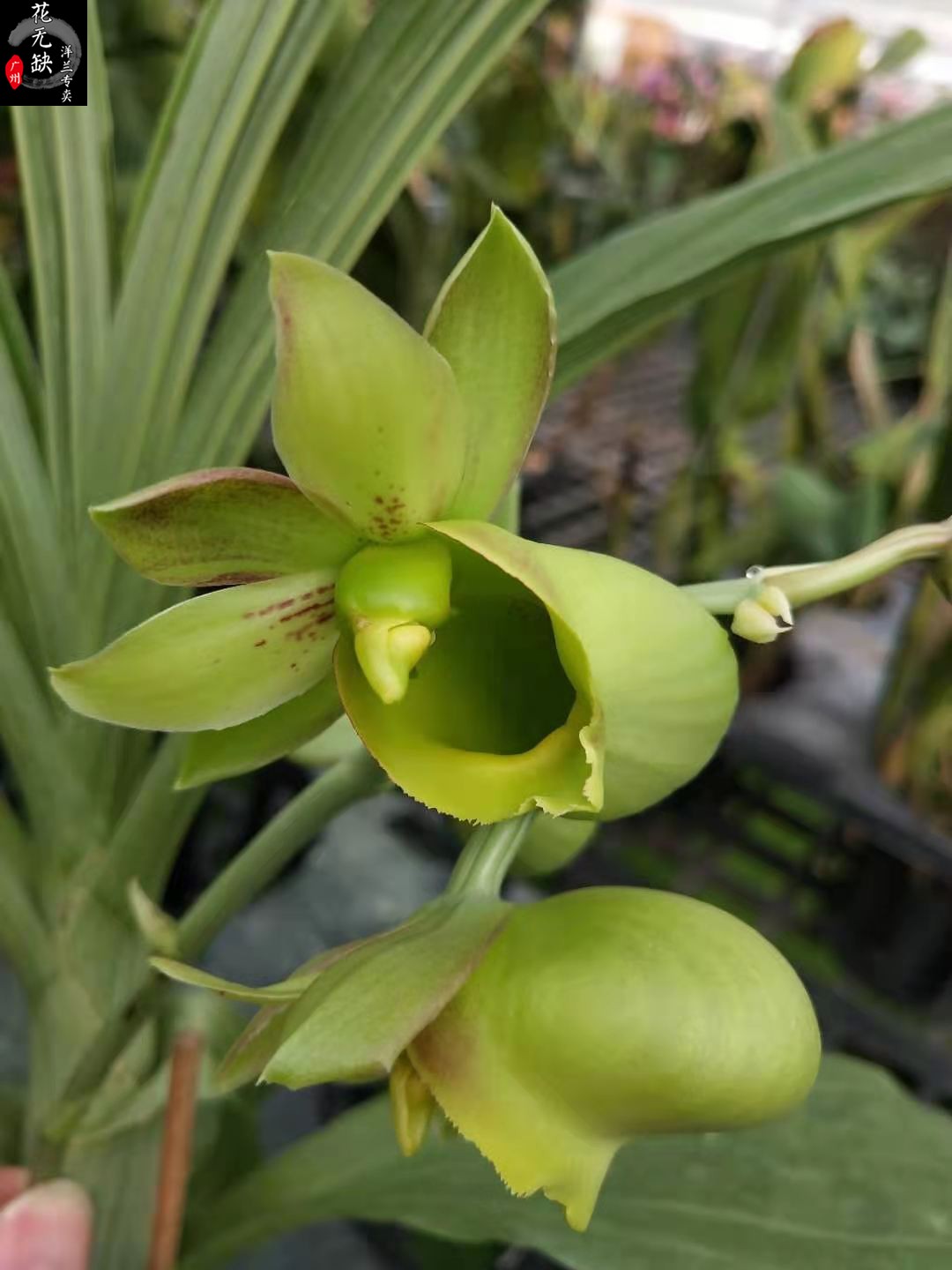 杂交绿天鹅兰/鹅颈兰/外星人兰花小花绿天鹅004当年开花