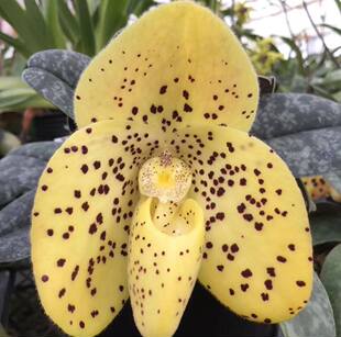 文山兜兰Paphiopedilum wenshanen雨林缸造景地生兰花绿植  无花