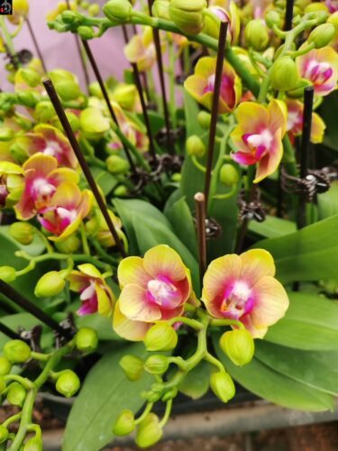 台湾蝴蝶兰销量排行榜 台湾蝴蝶兰品牌热度排名 小麦优选