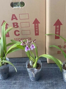 大头树兰/兰花/ORCHIDS 盆栽多苗 2.8寸 有香味 粉色无花