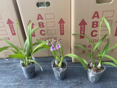 大头树兰/兰花/ORCHIDS 盆栽多苗 2.8寸 有香味 粉色无花