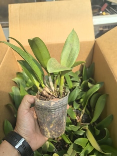 卡特兰圣诞玫瑰 洋兰 石斛兰 无花青苗 2.8寸