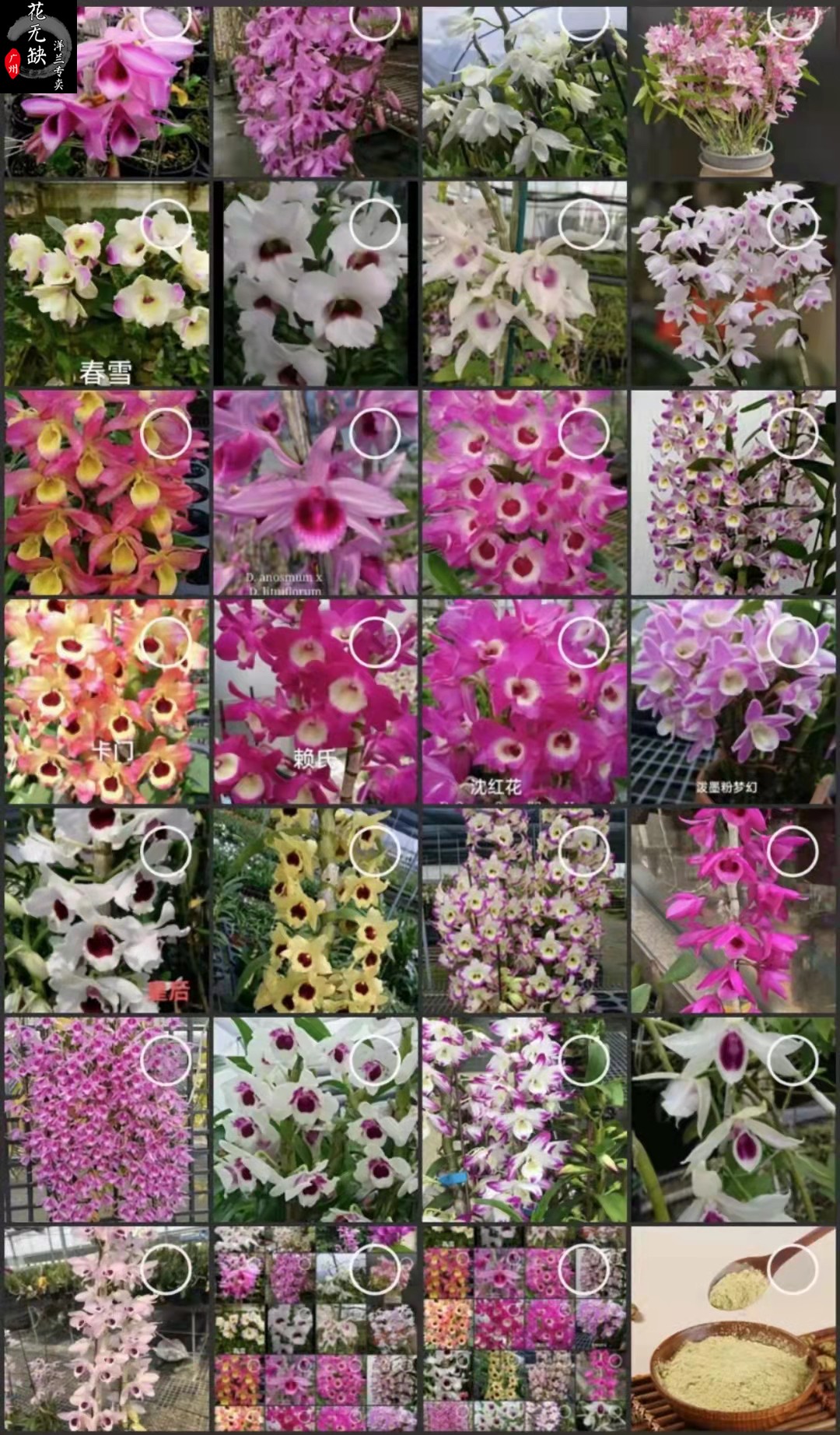 随机色麝香石斛Dendrobium parishii 2.8寸4～6苗 带花2盆