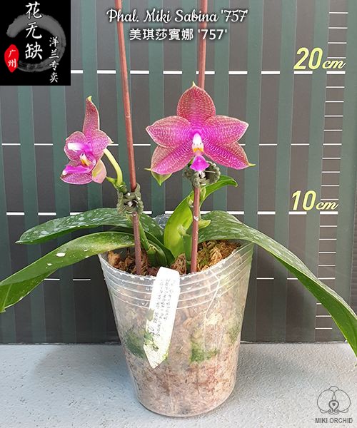 51 12号 Phal. Miki Sabina'757'美琪莎宝娜'757' 2.5寸