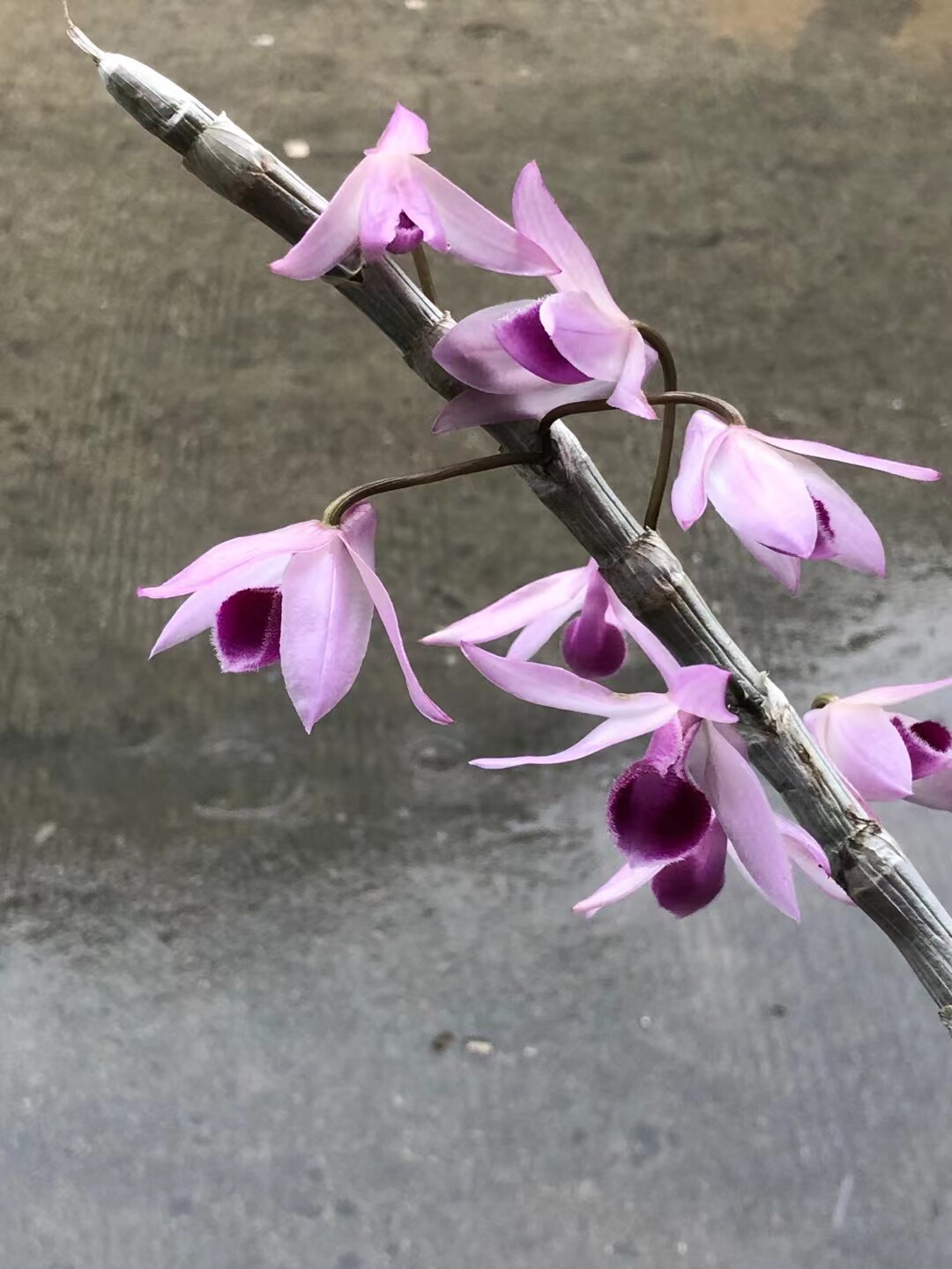 春石斛名贵檀香石斛兰花洋兰 麝香石斛花带香味