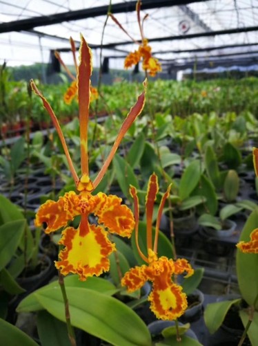 舞女兰金蝶兰 魔鬼文心兰 大圣兰铁板文心巴比龙3.5寸 五花苗