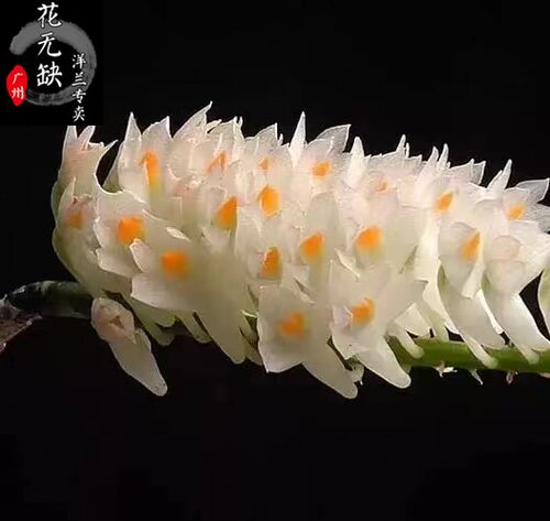 兰花-洋兰-Den.capituliflorum f.album x sib 白牙刷石斛兰