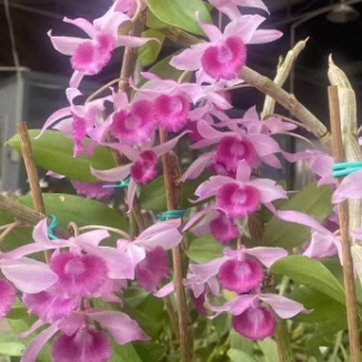 洋兰石斛兰檀香石斛花无缺