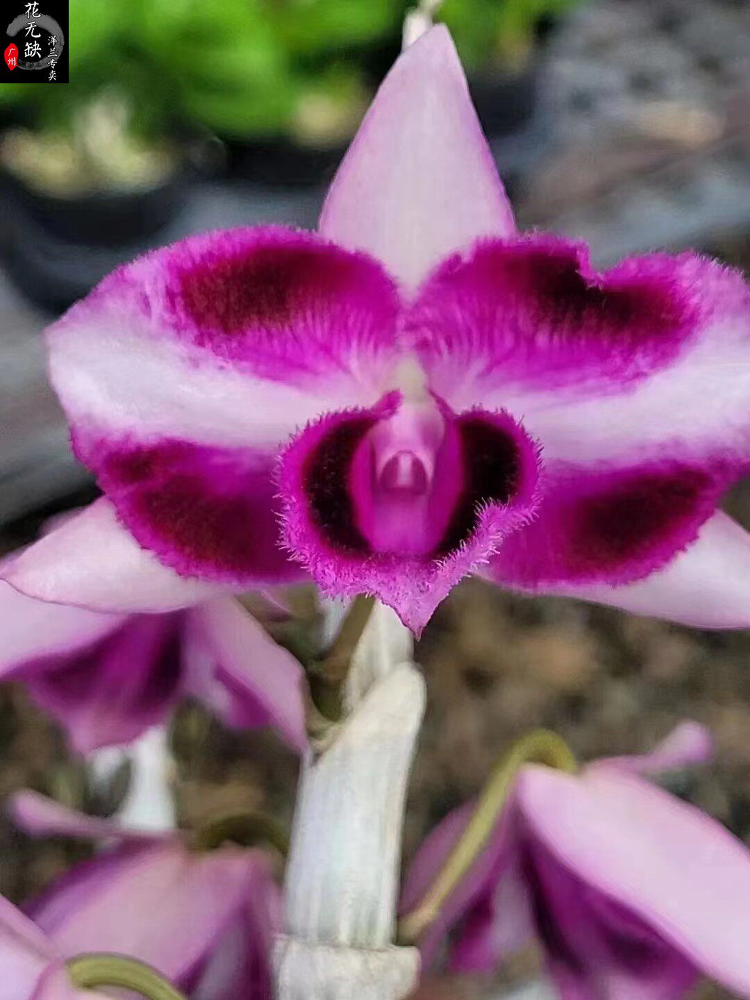 六眼红龙麝香石斛 稀有品种 浓香石斛兰花洋兰六眼檀香兰花