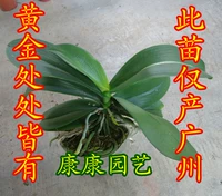 Внутренняя орхидея офисная стола Phalaenopsis Seartings Старые саженцы оригинальный горшок с почвой 3,5 дюйма саженцев после цветка