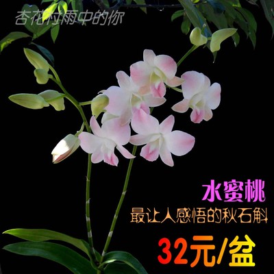 广州花无缺秋石斛兰花室外夏秋季