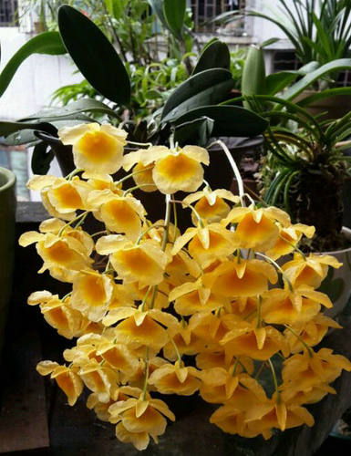 大龟背石斛泰聚石斛室内客厅盆栽兰花花卉观赏聚石斛药用兰花