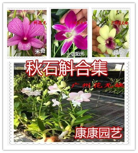 秋石斛兰花 石斛苗 处理 花后苗 随机色多买不重复  无花 3-5苗