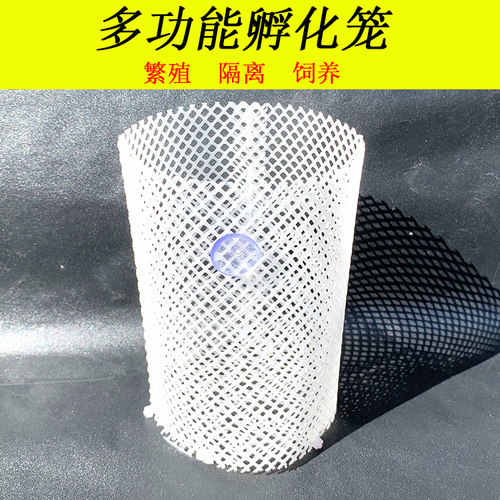孔雀鱼孵化隔离移产房观赏鱼繁殖
