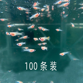 水族孔雀鱼苗小鱼仔热带观赏淡水凤尾纯系透明体群游鱼小型赠水草