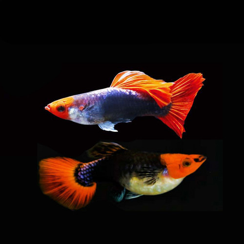 孔雀鱼活体草缸淡水深海蓝观赏鱼