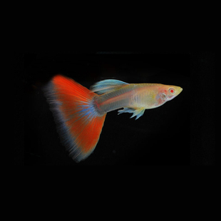 水族孔雀鱼活体火烧云红尾凤尾鱼大尾热带鱼观赏淡水孕母草缸包损