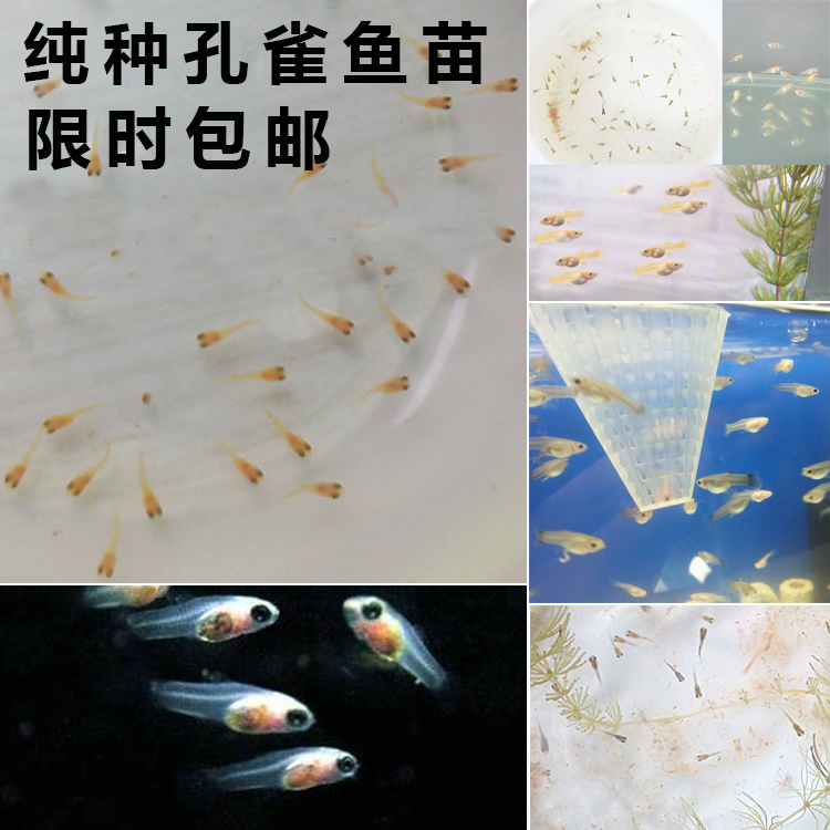 水族孔雀鱼鱼苗纯种热带观赏淡水