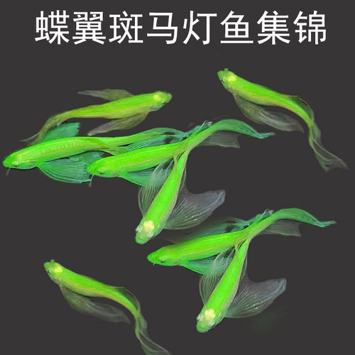 大斑马鱼耐寒热带糖果色套餐水族