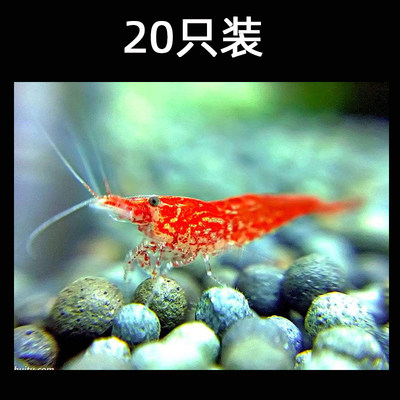 水族宠物樱花虾活体草缸清洁米虾