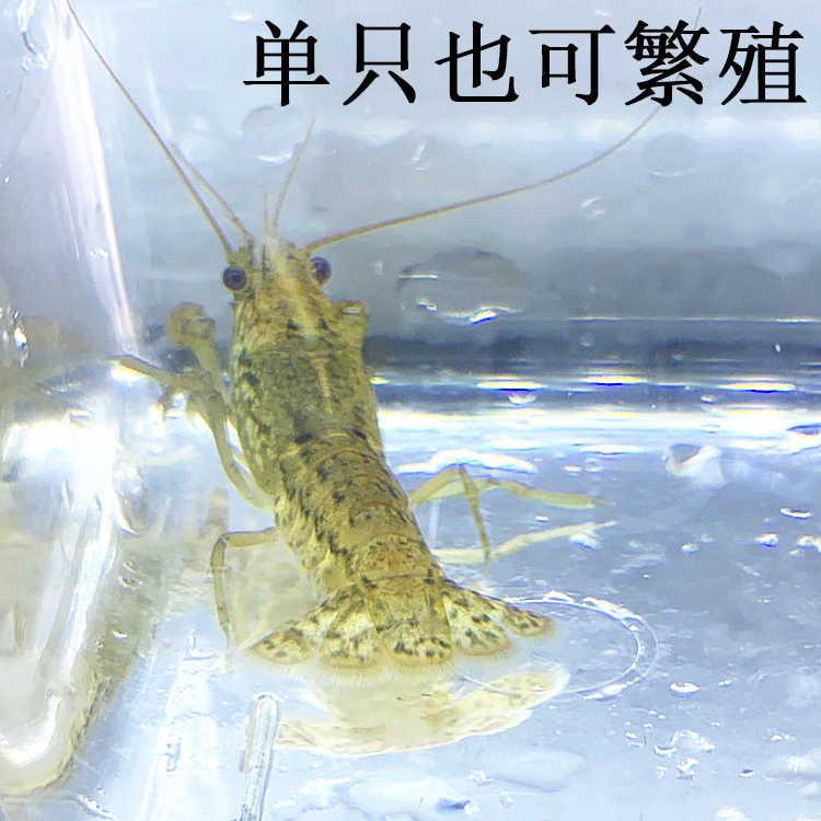 水族宠物虾龙纹工具虾冷水观赏虾