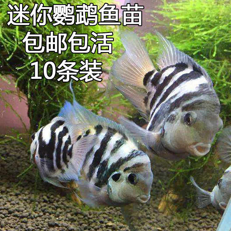 水族观赏鱼活迷你鹦鹉幼鱼苗热带