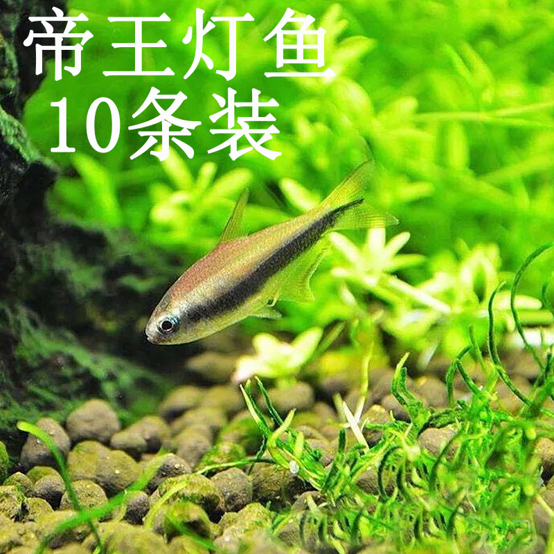 帝王灯科鱼活热带观赏淡水鱼小型