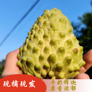 海南牛奶释迦果凤梨5斤大果新鲜水果大番荔枝佛头果大目释迦摩尼