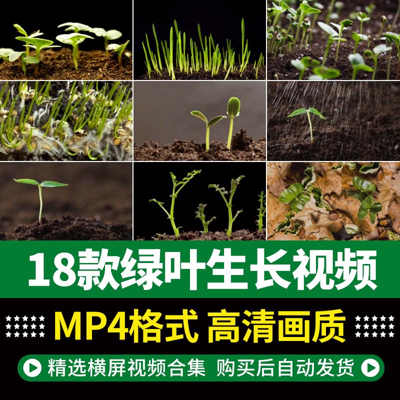 绿色幼苗嫩苗种子发芽植物快速生长土壤破土而出实拍视频素材