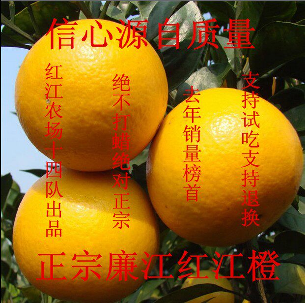 红江橙正宗廉江红橙10新鲜水果