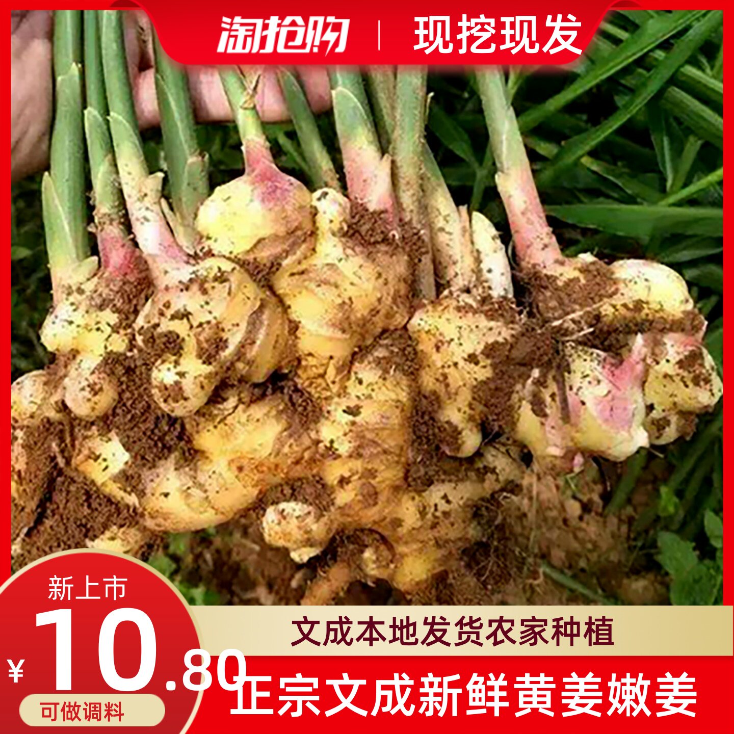 正宗温州文成本地新鲜月子姜老姜嫩姜农家种植醋泡姜江浙沪皖包邮