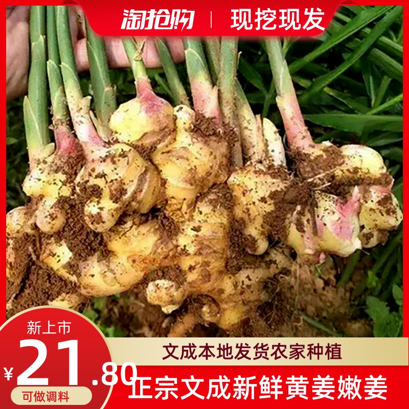正宗温州文成本地新鲜月子姜老姜嫩姜农家种植醋泡姜江浙沪皖包邮