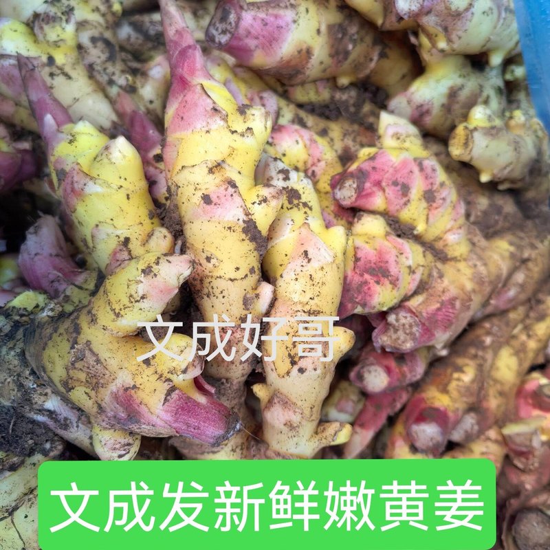 月子姜黄姜嫩姜醋泡姜