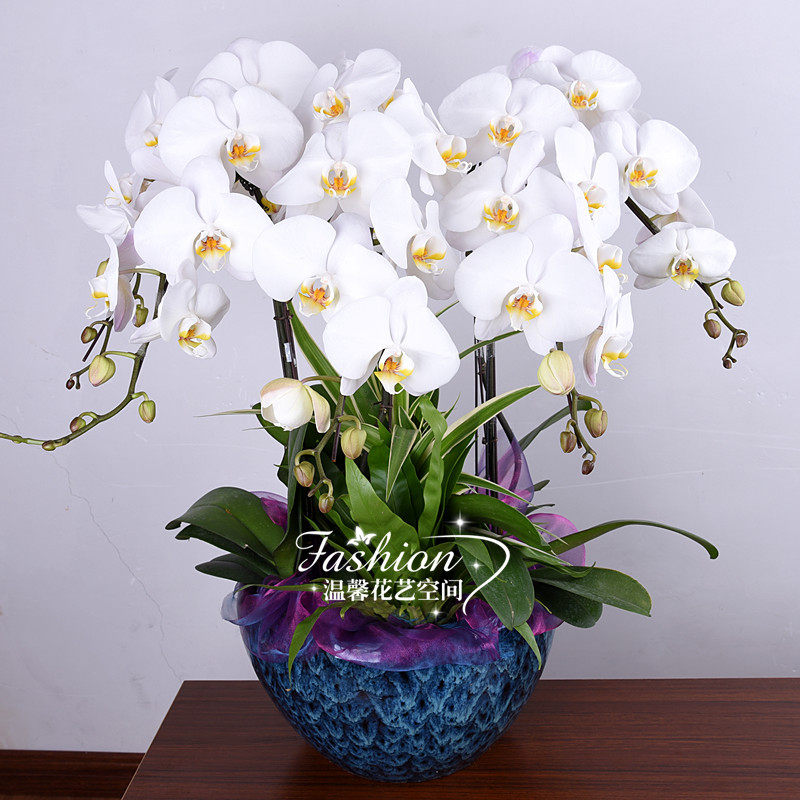 杭州蝴蝶兰花卉盆栽室内客厅书房办公室前台绿植开业乔迁送礼植物