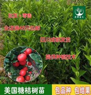 美国糖桔树苗嫁接糖橘柑桔苗加州蜜桔柑桔果树苗四川果树苗