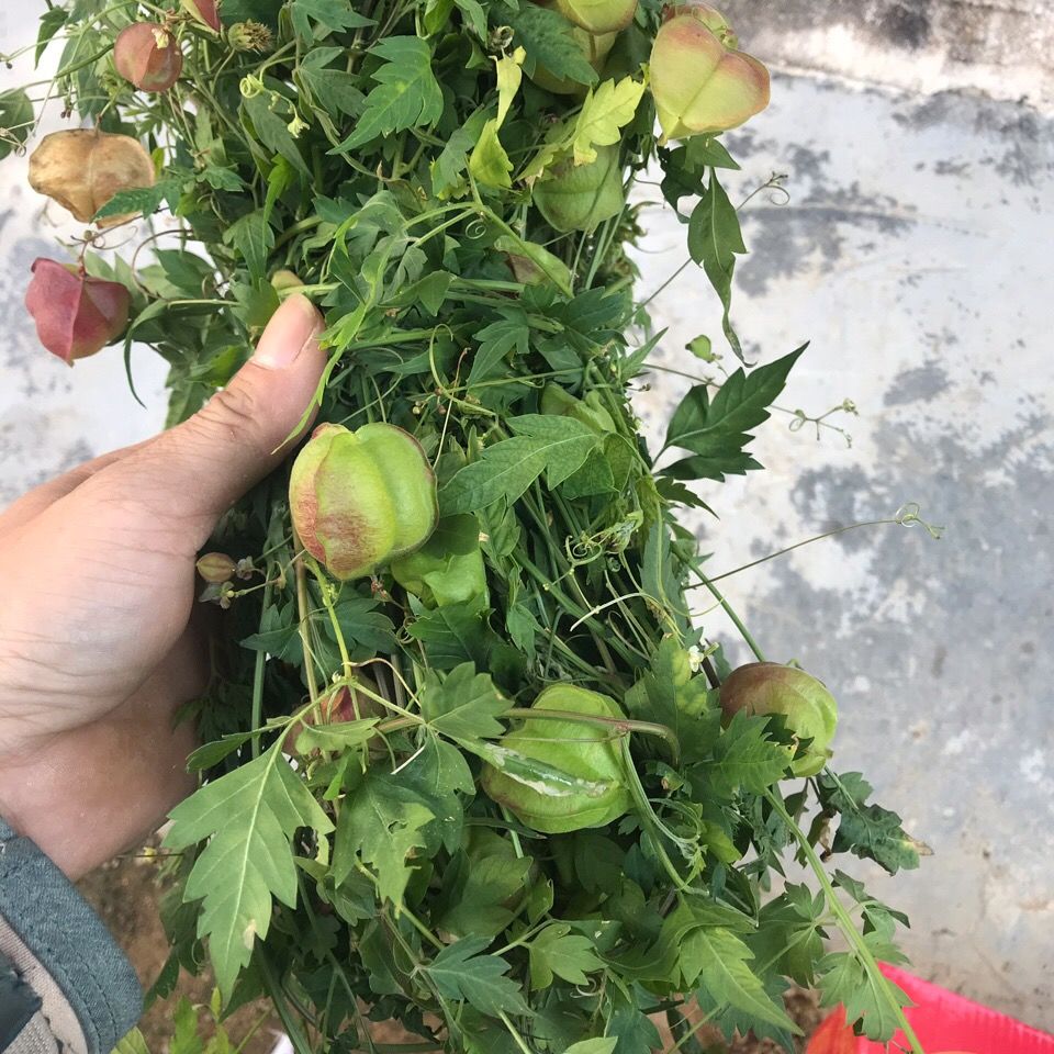 野生新鲜倒地铃小果倒地铃炮卜草三角泡假苦发货500克