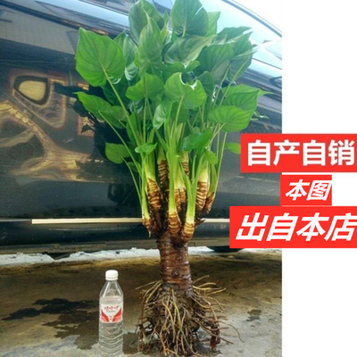 滴水观音盆栽大型绿植客厅