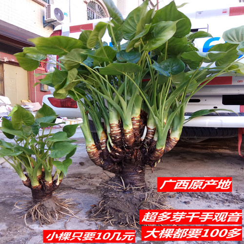 滴水观音盆栽大型绿植客厅