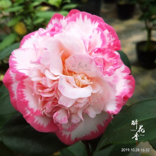 白衣皇冠茶花盆栽苗绿植阳台