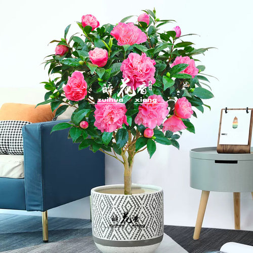 茶花浓香型四季好养绿植阳台花卉