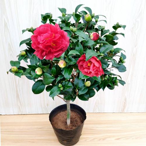 巨型花带香味四季好养茶花苗好养