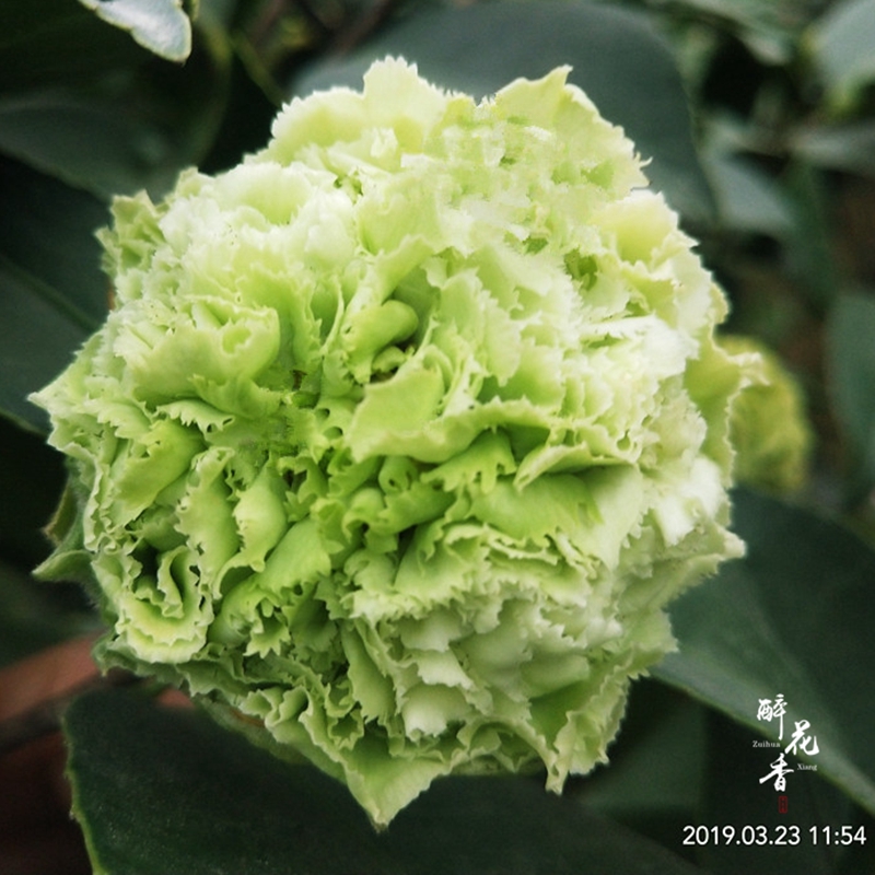 绿可娜山茶花盆栽苗 绿植名贵花卉盆栽阳台室内客厅花苗庭院植物